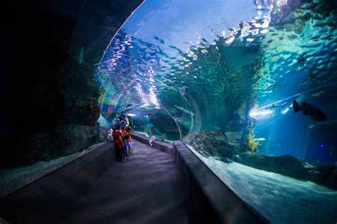 Sea Life Bangkok Ocean World - One of the Top Attractions in Bangkok, Thailand - Yatra.com