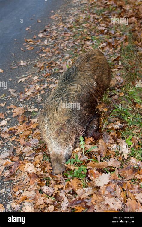 Wild Boar killed by hunters. Dordogne, South west France. Vertical ...