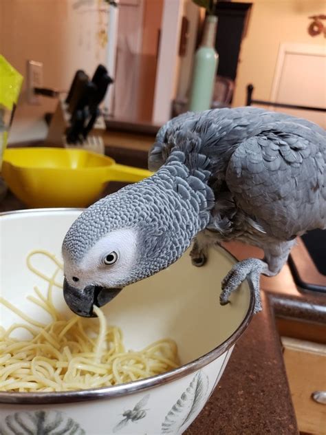 Best Food for African Grey Parrot: Complete Diet Care - Pettitudes