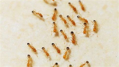 How to Get Rid of Ants without Harsh Chemicals - 𝐁𝐞𝐬𝐭𝐫𝐚𝐭𝐞𝐝𝐡𝐨𝐦𝐞