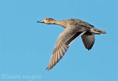 Northern Pintail Female in Flight | Laura Meyers Photography