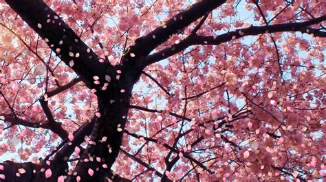 Cherry Blossom wallpaper | 1600x900 | #42430