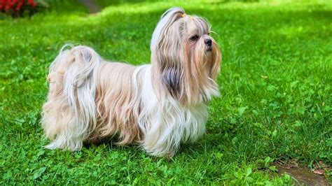 Shih Tzu, a companion dog, famous for its long and straight coat, but not high maintenance. They ...