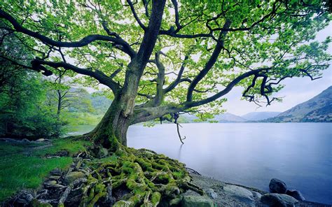 trees, Moss, Lake, Nature, Landscape, Roots Wallpapers HD / Desktop and Mobile Backgrounds