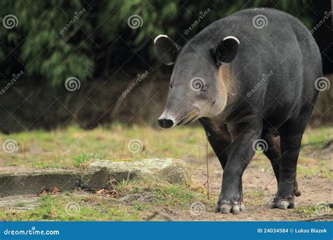 Baird s tapir stock photo. Image of strolling, nature - 24034584