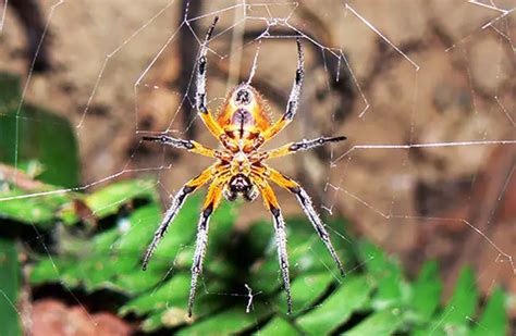 Spider - Description, Habitat, Image, Diet, and Interesting Facts