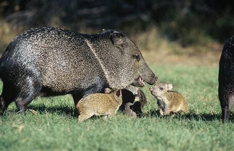 Collared Peccary Family Photograph by Gerald C. Kelley - Fine Art America