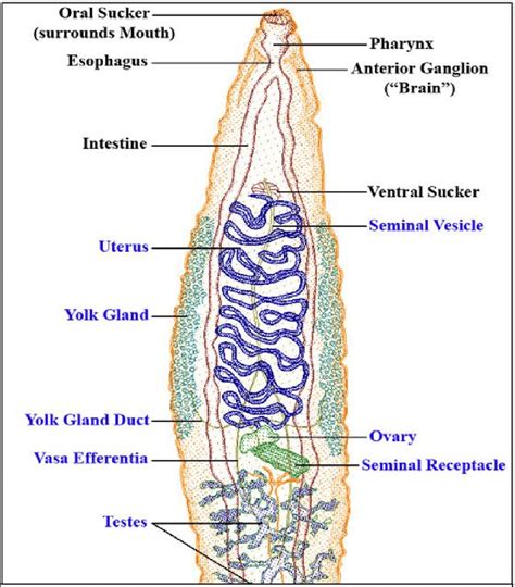 Platyhelminthes Trematoda