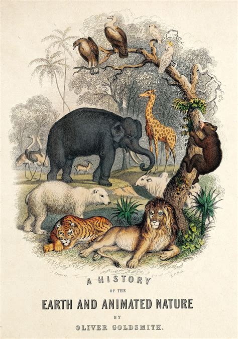 Animal Kingdom Nature Poster – Kuriosis Fine Art GmbH