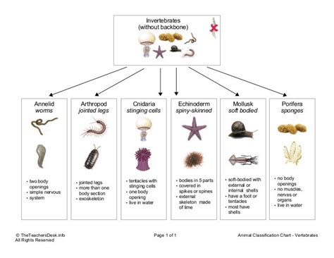 Chart invertebrates