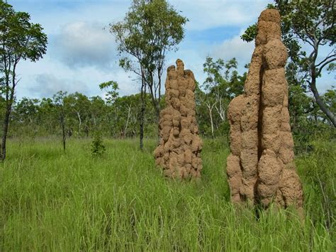 Giant termite mounds near Darwin | Two Minute Postcards