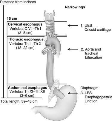 Esophagus Function