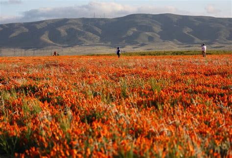 California Experiences Wildflower ‘Super Bloom’ Following Relentless ...