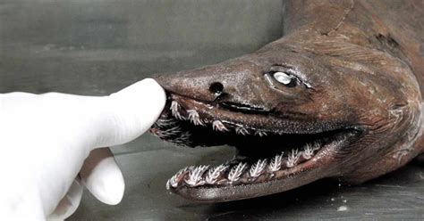 Frilled Shark Facts: These Eel-like Sharks Have 300 Spiny Teeth - Odd Facts