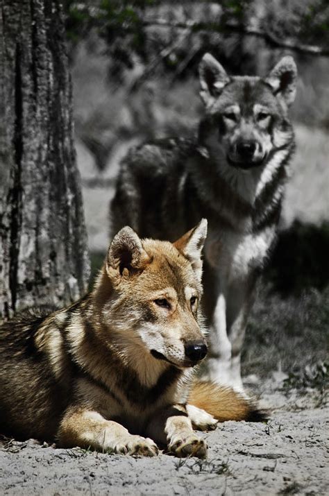 Guardian Wolf Photograph by Trina Talmon