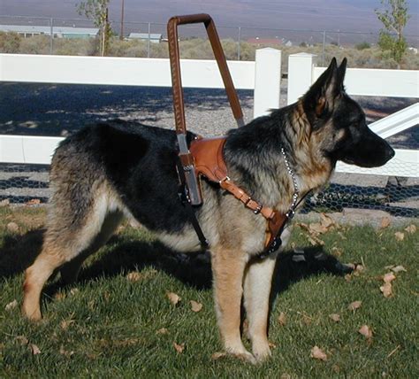 German Shepherd Guide Dogs | Dog German Shepherds