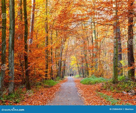 Pathway in the Autumn Forest Stock Photo - Image of tree, fall: 25866454