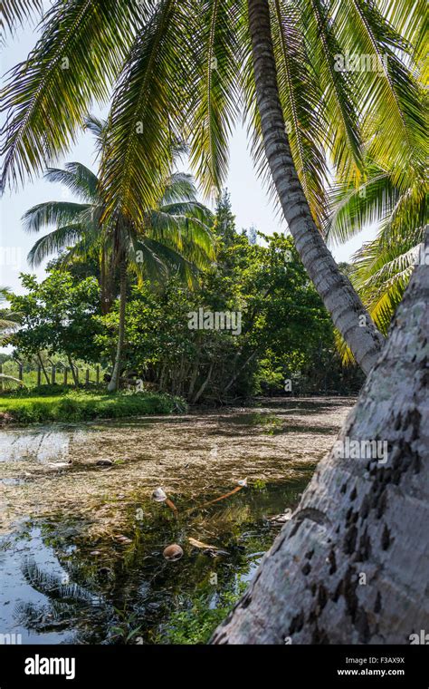 Taino village hi-res stock photography and images - Alamy