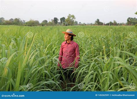 Farmer Cut Sugarcane In Harvest Season Stock Photography | CartoonDealer.com #108283478