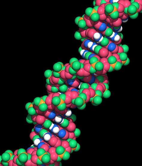 Dna Molecule Photograph by Dr Tim Evans