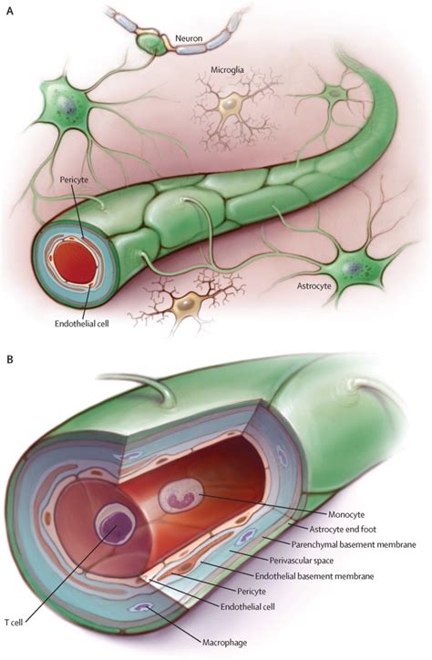 The blood–brain barrier in psychosis - The Lancet Psychiatry