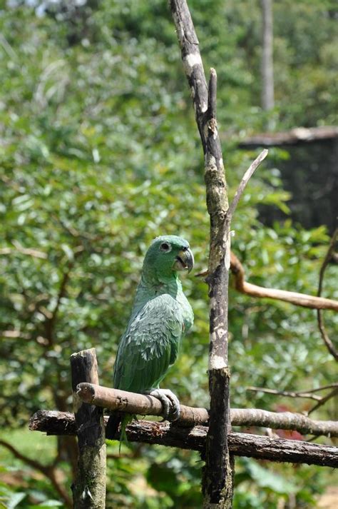 A green parrot 4450404 Stock Photo at Vecteezy