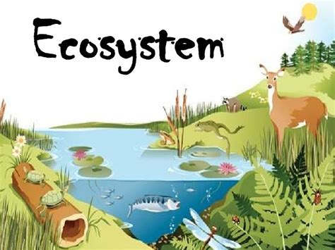 Ecosystem