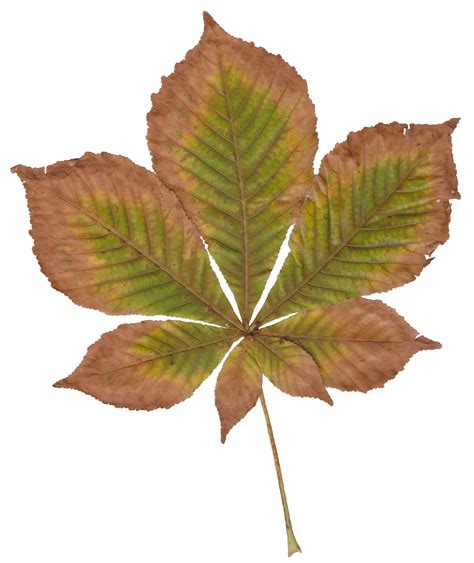 File:Autumn Horse Chestnut Leaf.jpg - Wikimedia Commons