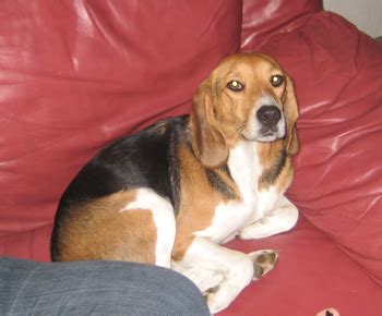 Bagle Hound (Basset Hound Beagle Mix) Info, Facts, Temperament, Training, Puppies, Pictures