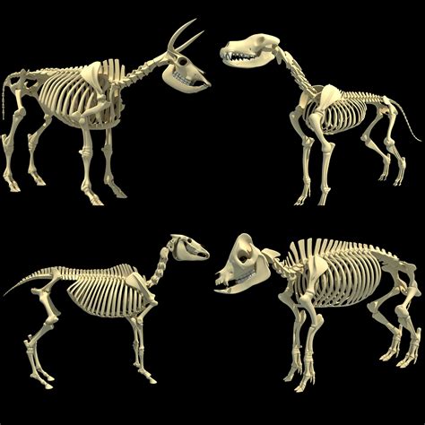 cow skeleton dog animal 3ds