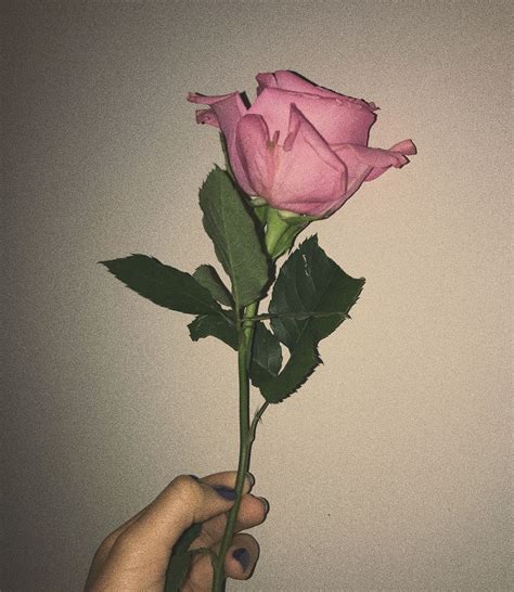 a person holding a pink rose in their hand