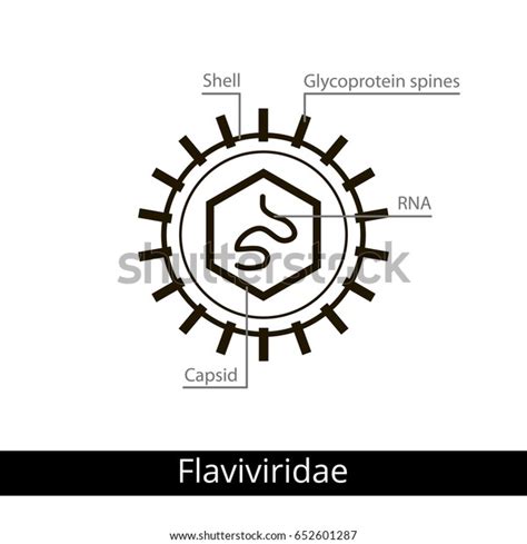 Flaviviridae Stock Photos - 109 Images | Shutterstock