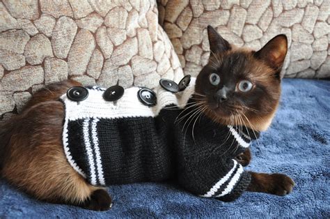 Knitted sweater for cat Clothes for cats in winter Knit cat | Etsy