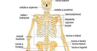 MIRË SE VINI !: Skeleti i njeriut