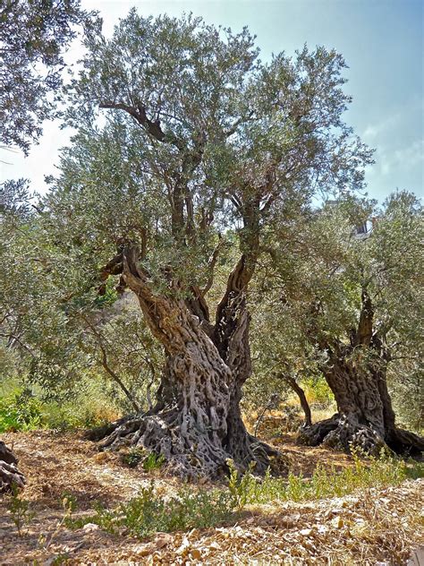 Al-BAB: The Ancient Olive Trees of Bechealeh