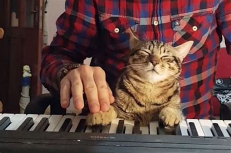 This Amazing Cat Plays Piano Better Than You Ever Could