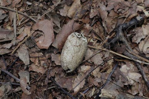 Overhead View of an Old Cicada Cocoon or Shell on the Forest Floor ...