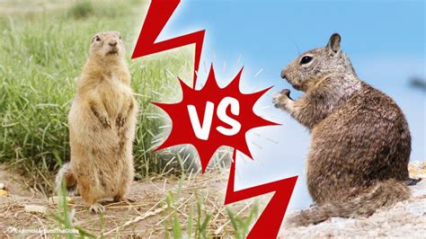 The Underground World: Gopher vs. Groundhog