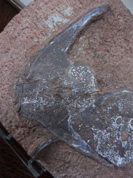 Fossil Agnathan Armoured Fish Stensiopelta pustulata. Devonian | Megalodon fossil shark teeth ...