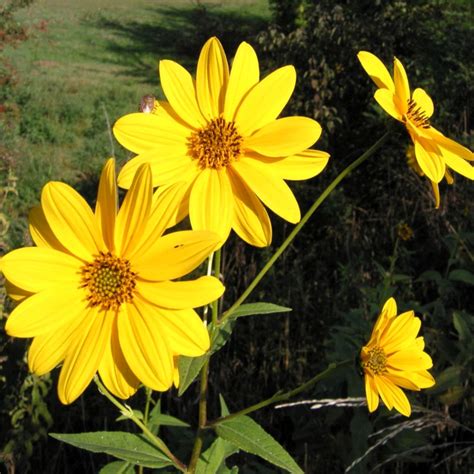 Jerusalem artichoke - planting, growing and harvesting