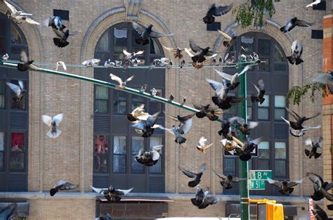 Why You Should ️ NYC Pigeons | WNYC | New York Public Radio, Podcasts, Live Streaming Radio, News