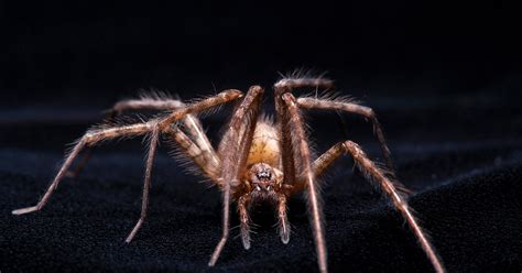 The Secret History of Spider Venom's Paralytic Power | WIRED