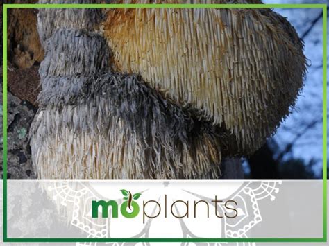 Growing Lion's Mane Mushroom: A How-To Guide - Mo Plants