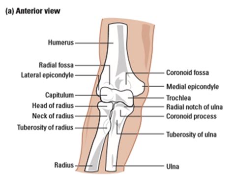 Structure of the elbow joint [15] | Download Scientific Diagram