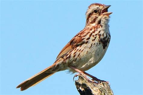 Many sounds birds make can be used for identification, including calls, songs and nonverbal bird ...