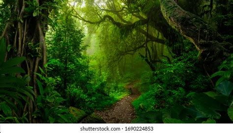 Tropical Jungles Southeast Asia August Stock Photo 1690224853 | Shutterstock