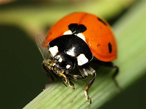 Are Orange Ladybugs Poisonous To Humans