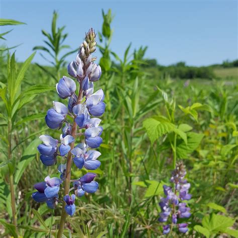 Newsletter: River Bend Nature Center – Explore, Teach, Conserve!