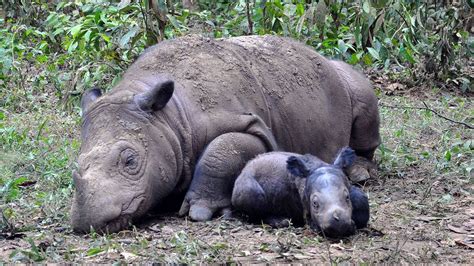 Petition · Sumatran Government: Save the Sumatran Rhinos · Change.org