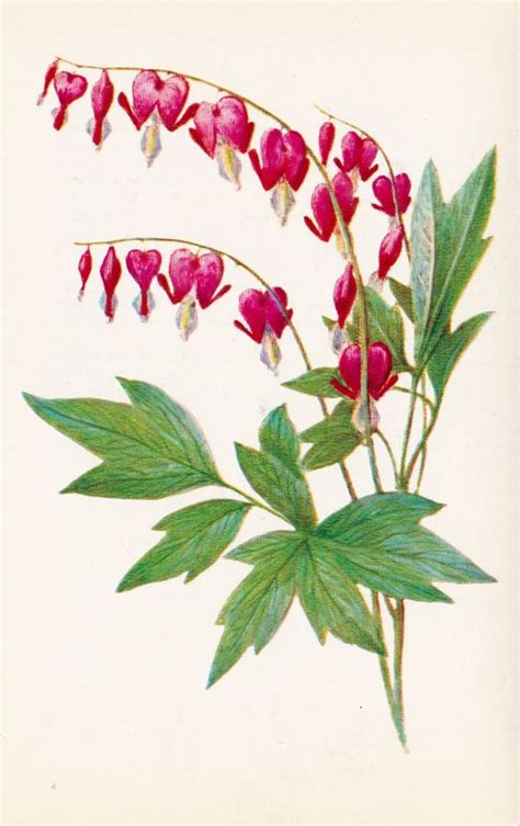 Bleeding Heart Flower Drawing at PaintingValley.com | Explore ...